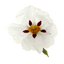 Cistus
