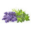 Lavander