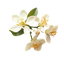 Neroli