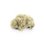 Oakmoss