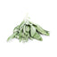 Sage	
