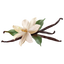 Vanilla