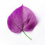 Violet leaves	