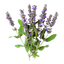 Rosemary